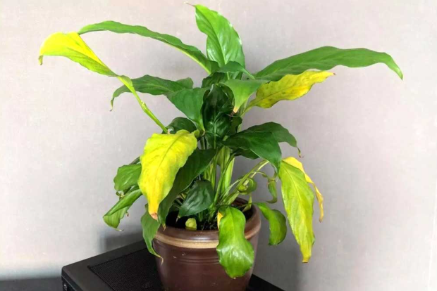 Почему листья начинают желтеть?